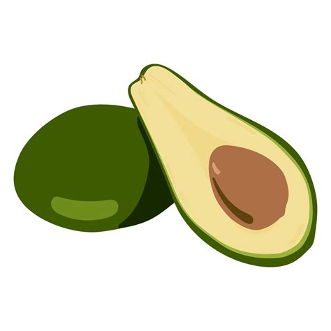 Avocado Illustration