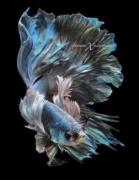 Halfmoon Betta Fish Types Care Artofit