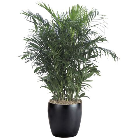 Palm Bamboo Phillip S Interior Plants Displays