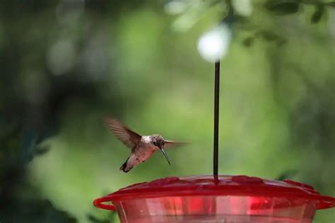 3 Hummingbirds In New Hampshire Common Rare Golden Spike Company