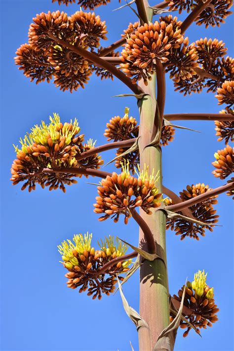 Living on Winchester Ranch: Blue Agave Blooming