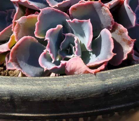 Echeveria Shaviana Pink Frills Information Complete Care Guide