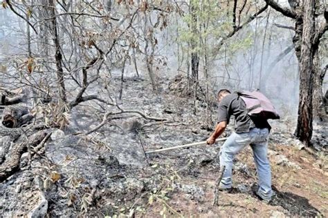 Controlan Incendio Forestal En Sierra De Santiago La Opción De Chihuahua