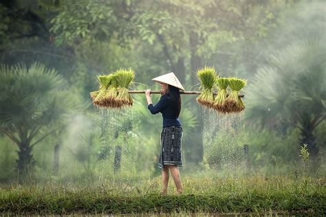 Gambar Petani di Sawah yang Baik Hati Menanam Padi