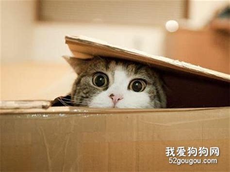 猫咪为什么喜欢纸盒子猫咪喜欢钻进盒子里的原因 爱宠网