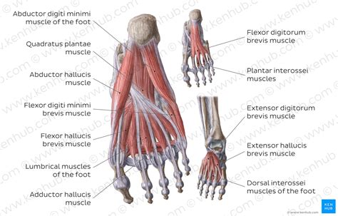 Dorsal Muscles Of The Foot Anatomy And Function Kenhub