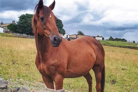 Horses, donkeys and sheep are right at home at popular sanctuary that ...