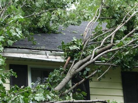 How Do Trees Cause Damage Your Roof And Home