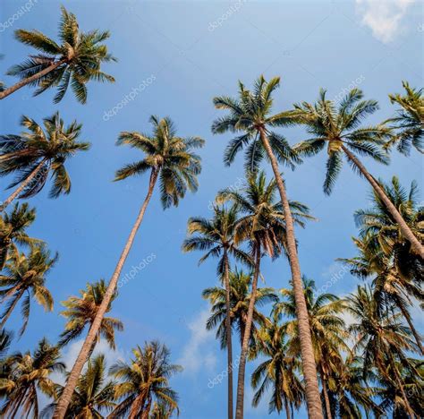 Green Palm Trees — Stock Photo © Romaset 97339840