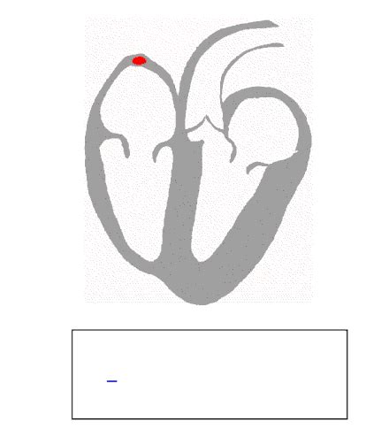 Electrocardiography Wikipedia