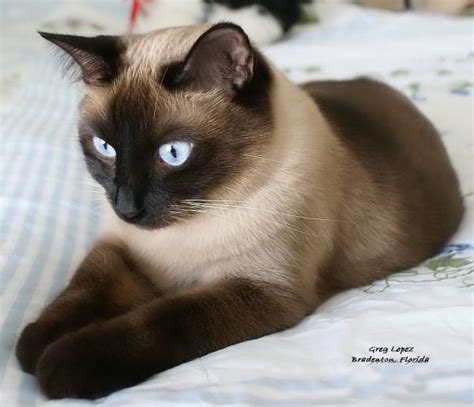 Siamese Cat Similar Breeds - Pets Lovers