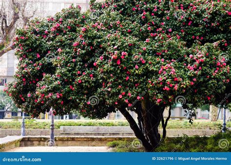 Árvore da camélia foto de stock Imagem de camélia jardinar 32621796