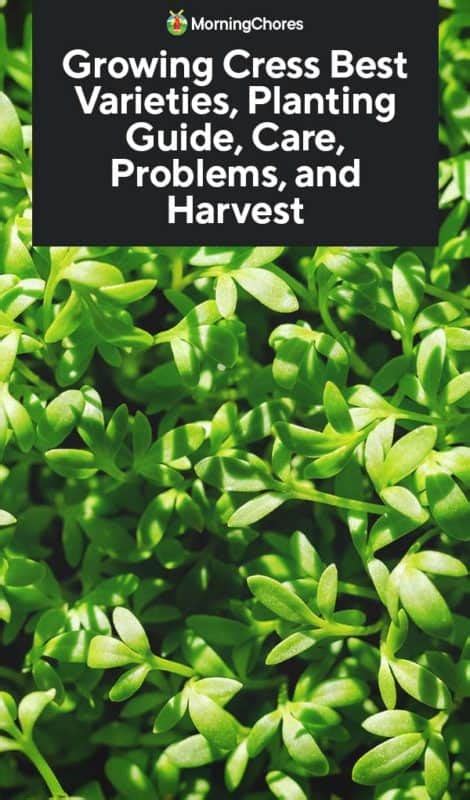 Growing Cress Best Varieties Planting Guide Care Problems And Harvest