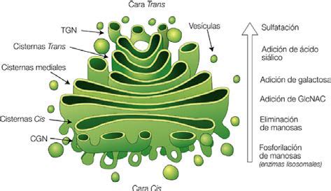 Que Es El Aparato De Golgi Dinami