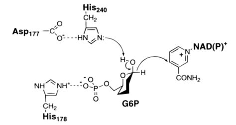 biochemistry - Glucose 6-phosphate dehydrogenase: reaction mechanism ...