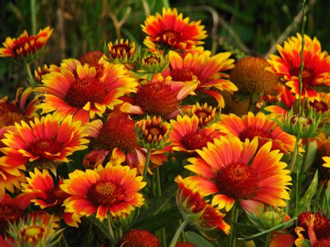 7 Reasons To Grow Blanket Flower Gaillardia The Perennial That