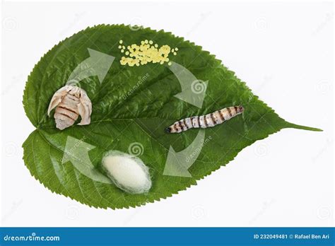 Silk Moth Silkworm Life Cycle Important Stages Stock Image - Image of ...