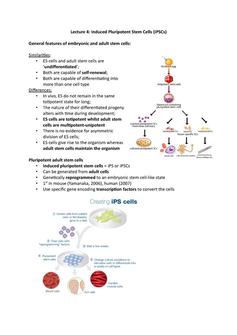 Stem Cells L Lecture Notes Lecture Induced Pluripotent Stem