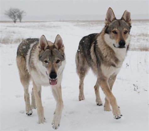 Czechoslovakian Wolfdog - Temperament, Lifespan, Shedding, Puppy