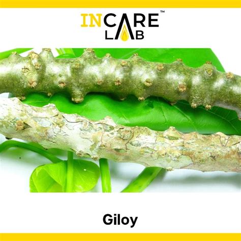 Raw Giloy Tinospora Cordifolia Packaging Type PP Bag At Rs 26 Kg