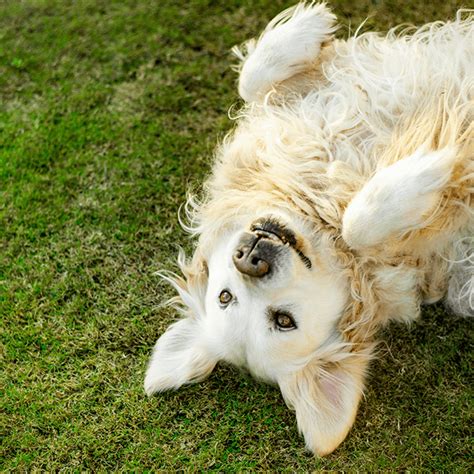 Apprendre A Votre Chien A Faire Le Beau Éducation Chien Pedigree