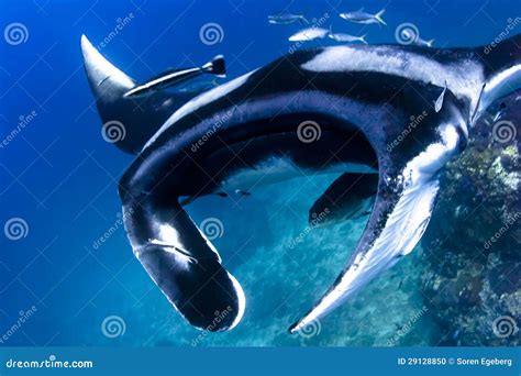 Swimming Manta Ray Underwater In The Ocean Stock Photo - Image: 29128850