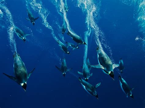 🔥 [50+] Diving Penguins Wallpapers | WallpaperSafari