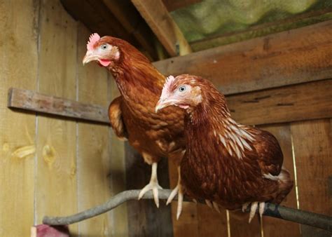 Lohmann Brown Rooster Breed Profile