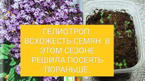 ГЕЛИОТРОП. ВСХОЖЕСТЬ СЕМЯН. В ЭТОМ СЕЗОНЕ РЕШИЛА ПОСЕЯТЬ ПОРАНЬШЕ ...