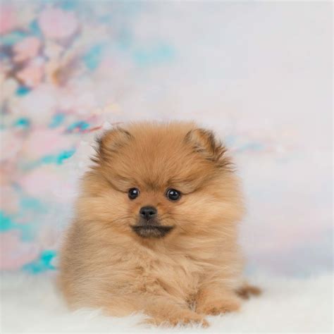 Pomerania Pet Top Paradise Marketplace