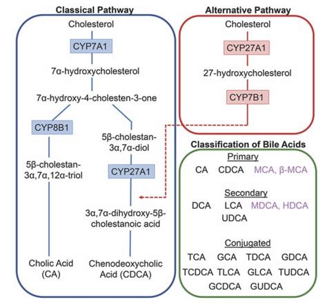 Bile Acid Signaling Encyclopedia Mdpi