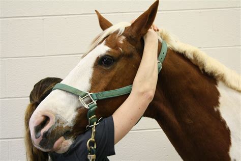 Chiropractic Services Browns Summit Nc Veterinarians