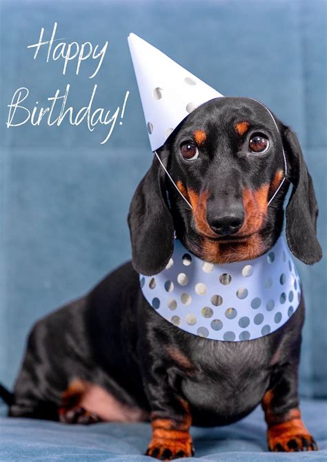 Happy Birthday Dachshund Artofit