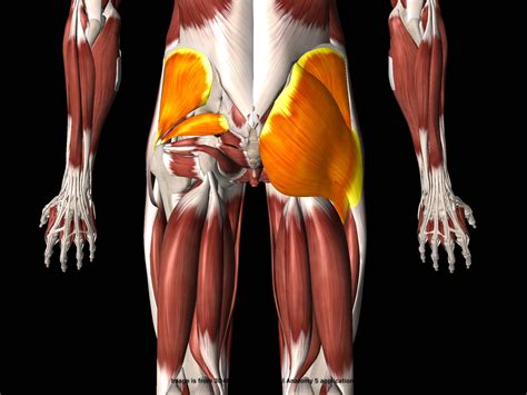 Hip Abductor Muscle Anatomy