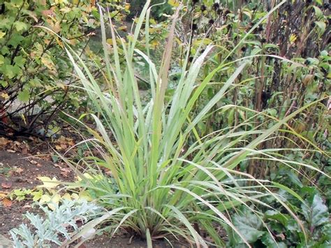 Lemongrass In The Garden By Prinz Eugen On Deviantart