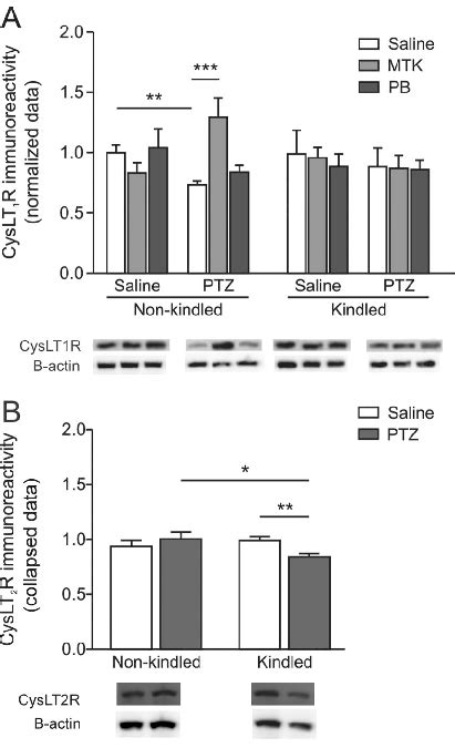 Effect Of Pentylenetetrazol Ptz Kindling On Cyslt R A And Cyslt