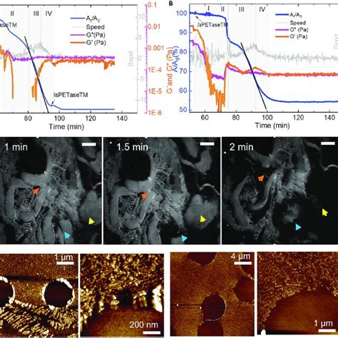 Overview Of The Interfacial Degradation Of PET By A Dual Enzyme System