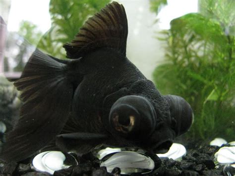 √ Cute Black Fish With Big Eyes Fischlexikon