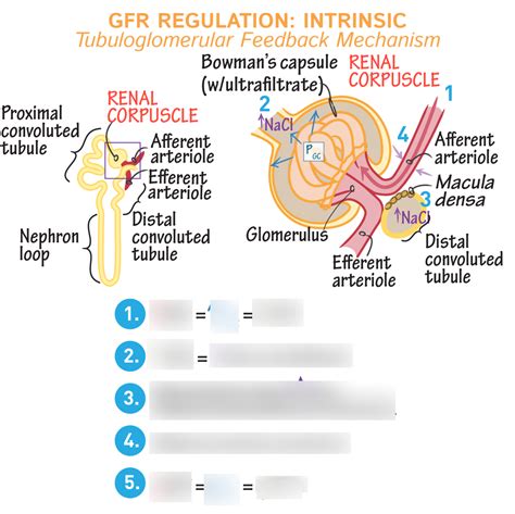 Tubuloglomerular Feedback Mechanism Diagram Quizlet