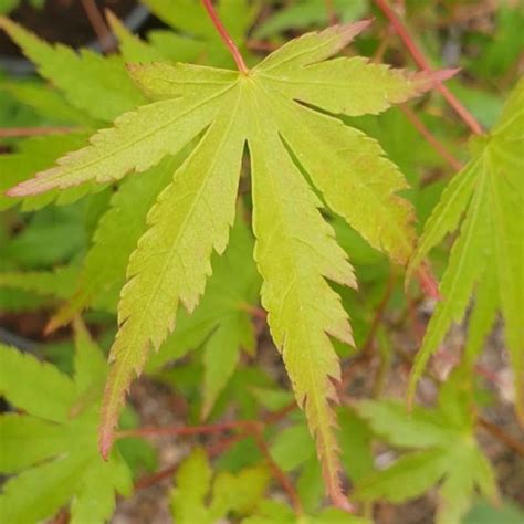 Acer Palmatum Leaves