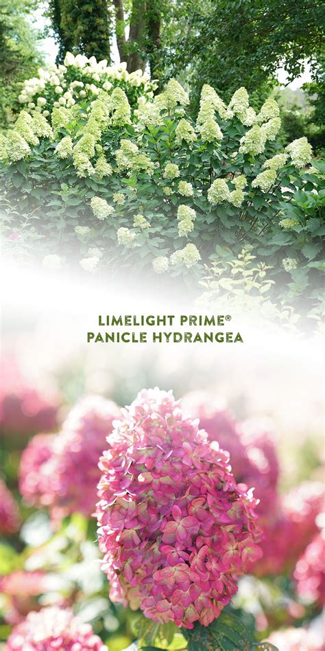 An Improved More Refined Limelight With Darker Healthier Looking