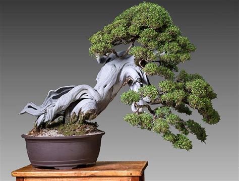 Bonsai là gì Các thế cây bonsai đẹp độc đáo nghệ thuật META vn