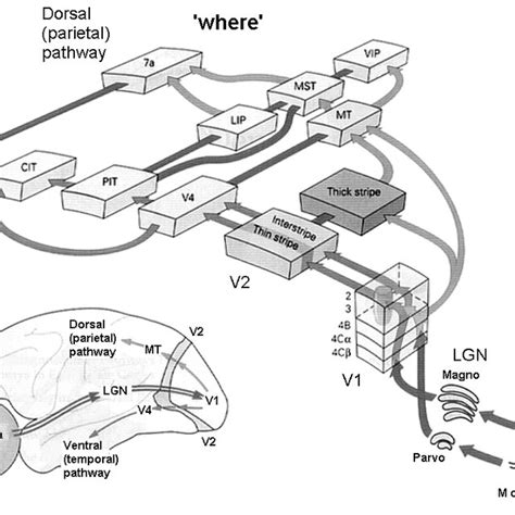 4 Dorsal And Ventral Visual Streams The Dorsal Stream Ascends From V1