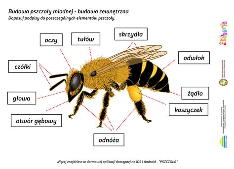 Pszczoły i dzikie zapylacze Pro Liberis Budowa pszczoły