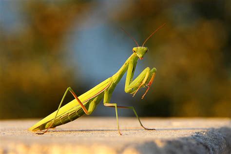 Cartoon Female Praying Mantis