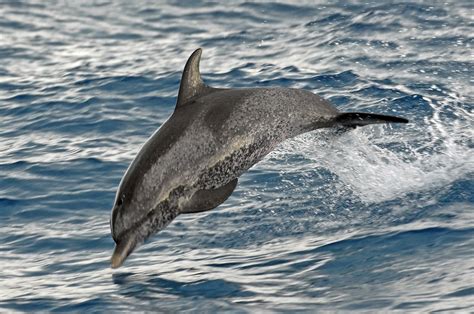 U S Warns Of Sex Assaults On Bahamas Tourists Upi