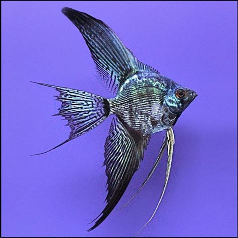 Pin By Petrovich On Aqurium Angel Fish Tropical Freshwater Fish
