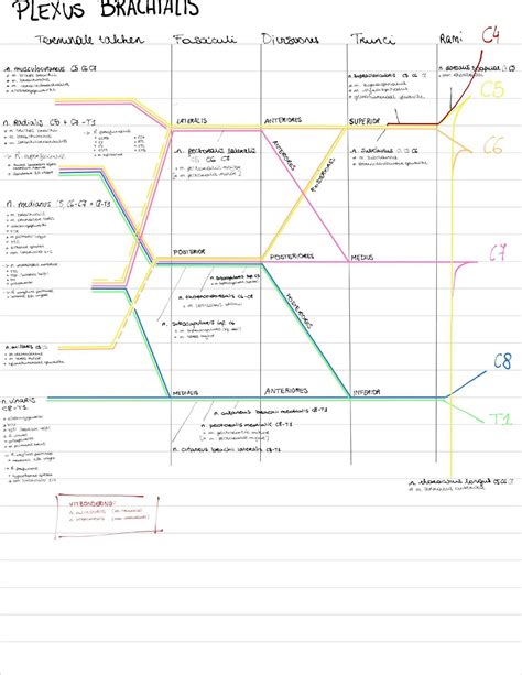 Plexus Brachialis Anatomie Van Het Bewegingsstelsel Studocu