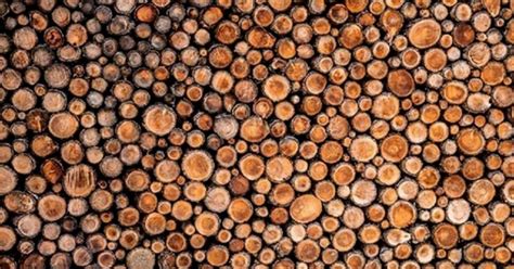 Legno Cresce Il Riciclo Due Milioni Di Tonnellate Nel 2021