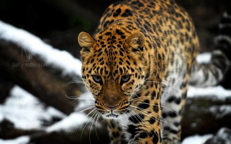 Amur Leopard *** HD desktop wallpaper : Widescreen : High Definition : Fullscreen